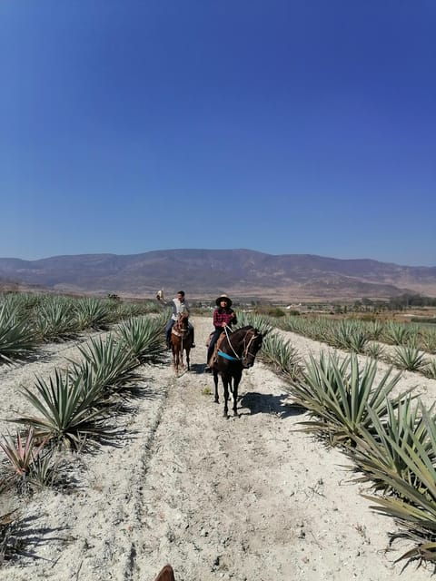 Oaxaca: Horseback Riding and Mezcal Tasting Tour - What to Bring
