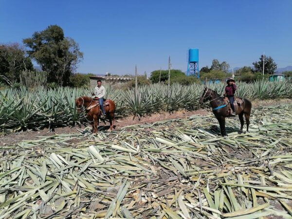 Oaxaca: Horseback Riding and Mezcal Tasting Tour - Frequently Asked Questions