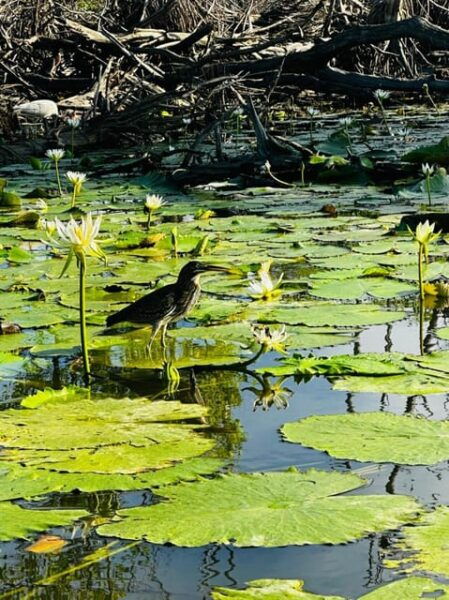 Oaxaca: Manialtepec Lagoon Bioluminescence Afternoon Tour - Preparation and Recommendations