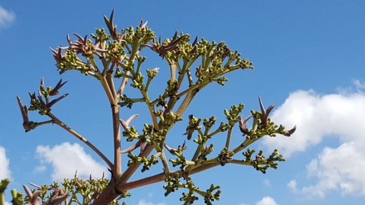 Oaxaca: Mezcal Adventure - Experience Highlights