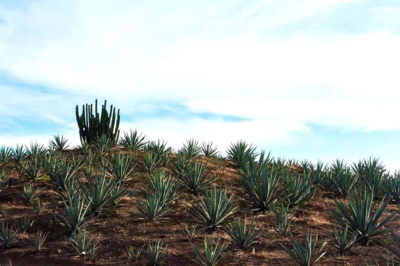 Oaxaca: Mezcal Tasting & Barrel Ride - What we love about this tour