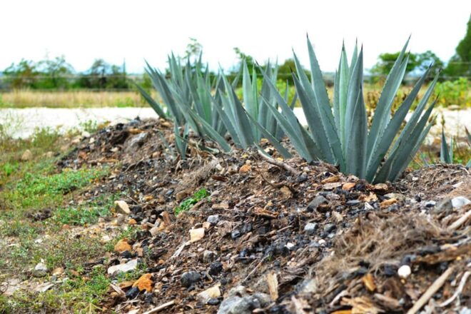 Oaxaca Millenary Route - Tasting Artisanal Mezcal
