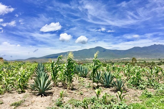 Oaxaca Private Gastronomic and Mezcal Experience  - Oaxaca City - Tour Highlights