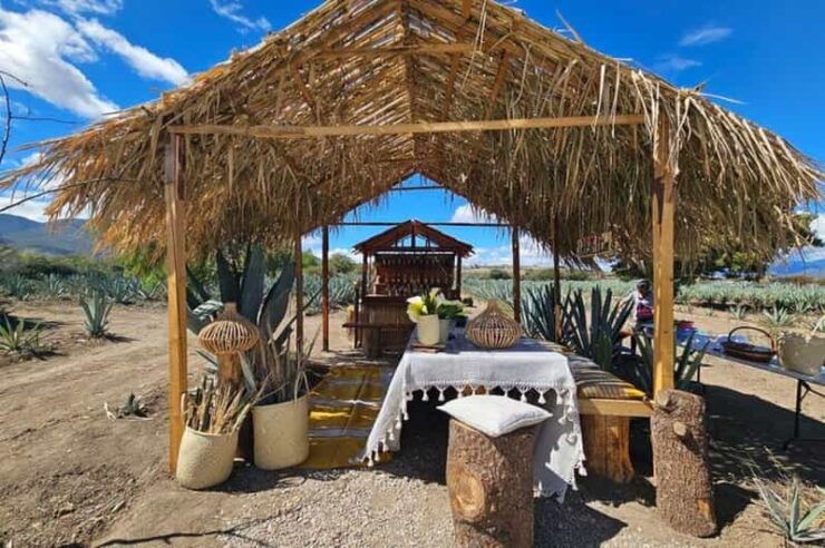 Oaxaca: Private Lunch in Maguey Fields With Mezcal Tasting - Local Dishes Served