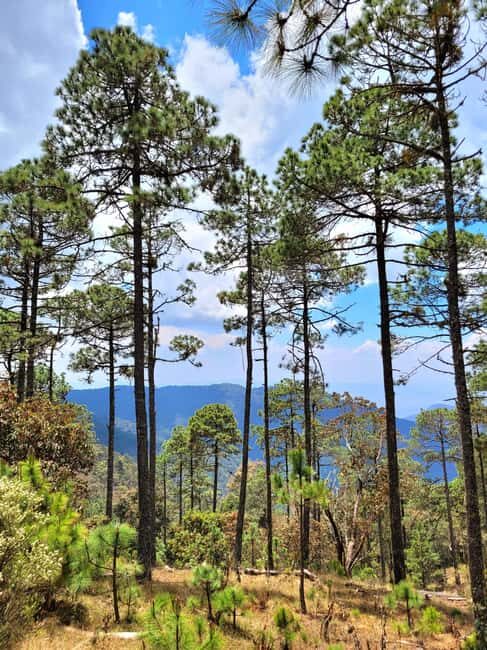 Oaxaca: Sierra Norte Ixtepeji Guided Hike & Lunch, Half-Day - Exploring the Sierra Norte Ixtepeji Guided Hike & Lunch: A Detailed Review