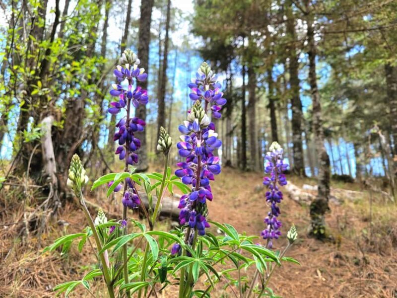 Oaxaca: Sierra Norte Ixtepeji Guided Hike & Lunch, Half-Day - Who Will Love This Tour?  