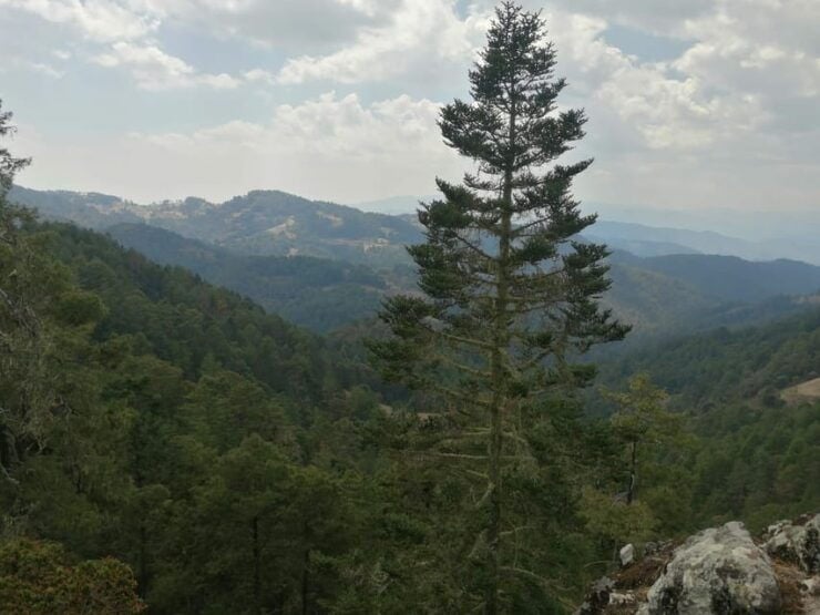 Oaxaca: Sierra Norte Tour With Zipline and Hanging Bridge - Tour Highlights