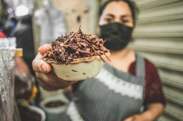 Oaxaca: Street Food Tour - Frequently Asked Questions