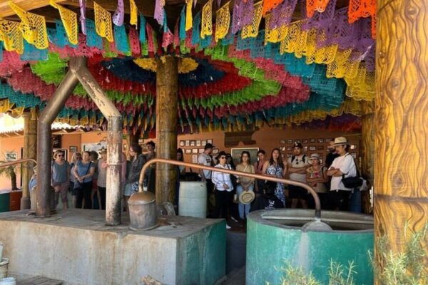 Oaxaca: Tule Tree, Teotitlán, Mitla, and Hierve El Agua Tour - The Tule Tree