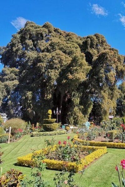 Oaxaca: Tule Tree, Teotitlán, Mitla, and Hierve El Agua Tour - Frequently Asked Questions