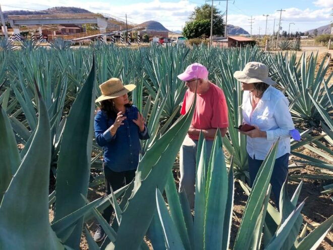 Oaxaca: Zapotec Roots, Mezcal and Textiles Tour - Mezcal Distillation Process
