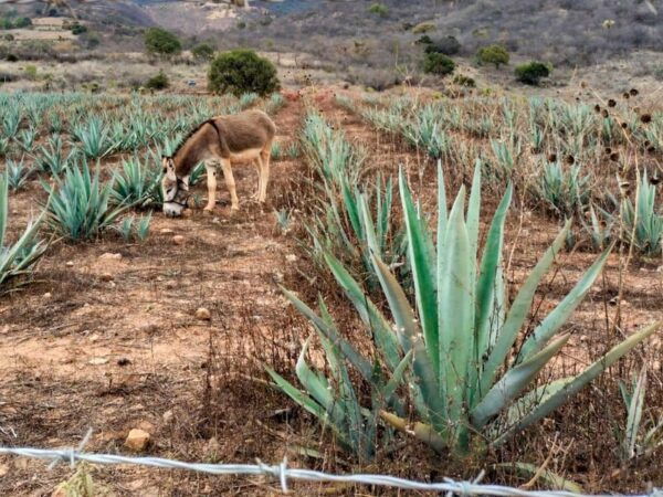 Oaxaca: Zapotec Roots, Mezcal and Textiles Tour - Weaving Techniques and Significance