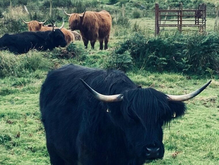Oban: Isle of Mull and Iona Tour - Who is this tour best suited for?