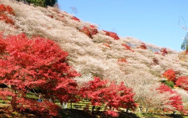 Obara Shikizakura and Korankei Light-up 1Day Bus Tour From Nagoya - Two autumn seasons in one day