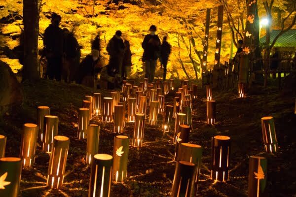 Obara Shikizakura and Korankei Light-up 1Day Bus Tour From Nagoya - A relaxed pace, with a fixed return time