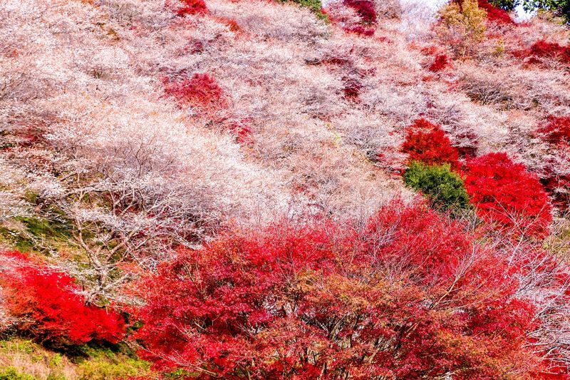 Obara Shikizakura and Korankei Light-up 1Day Bus Tour From Nagoya - Food stalls and the optional ¥1,100 coupon