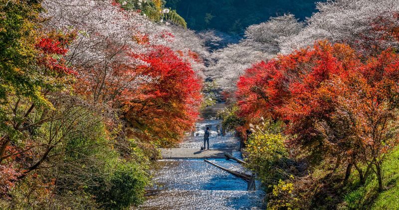 Obara Shikizakura and Korankei Light-up 1Day Bus Tour From Nagoya - Is the starting price good value?