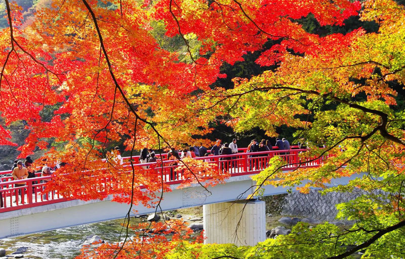 Obara Shikizakura Festival & Korankei & Kokokusan Eihoji Temple Autumn Leaves Day Trip - Three autumn stops, three different moods
