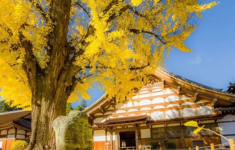 Obara Shikizakura Festival & Korankei & Kokokusan Eihoji Temple Autumn Leaves Day Trip - Korankei: the longest stop and the big finish