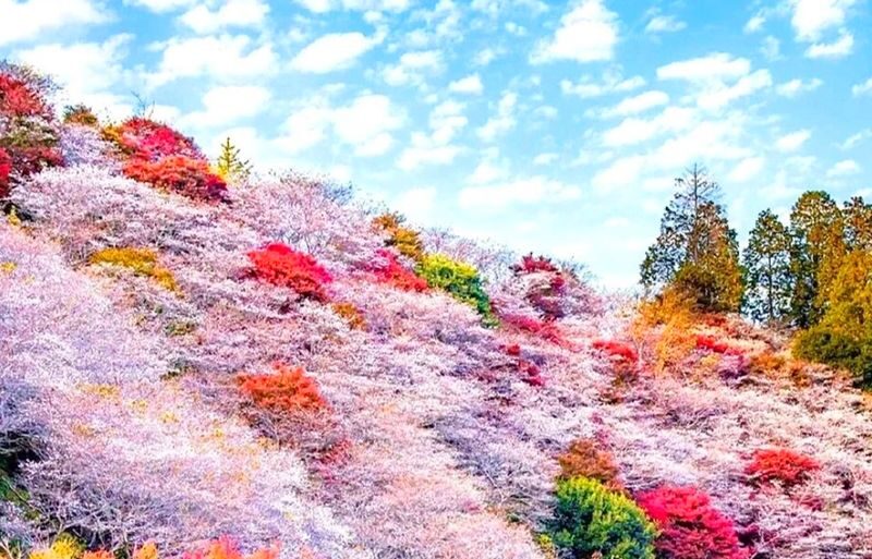 Obara Shikizakura Festival & Korankei & Kokokusan Eihoji Temple Autumn Leaves Day Trip - What the bus day feels like