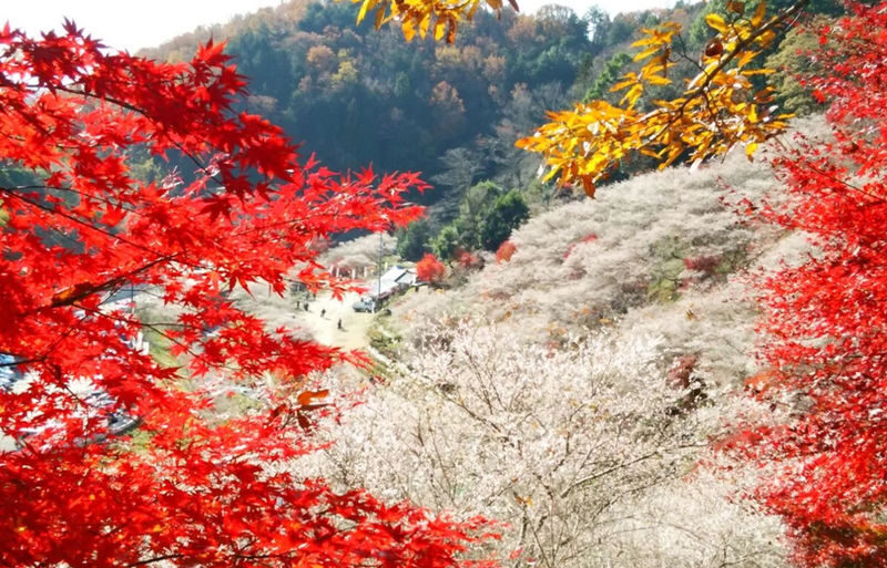 Obara Shikizakura Festival & Korankei & Kokokusan Eihoji Temple Autumn Leaves Day Trip - Meals, clothing and other practical details