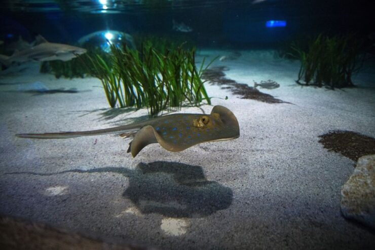 Oberhausen: SEA LIFE Oberhausen Entry Ticket - Ticket Details and Benefits