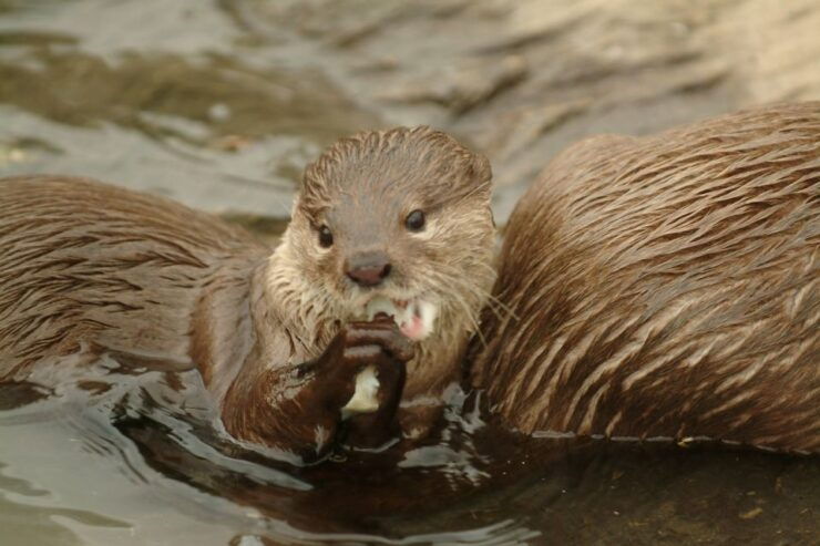Oberhausen: SEA LIFE Ticket and Behind the Scenes Tour - Booking Details