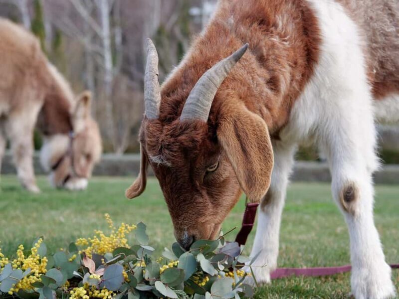 Oberon: Breaky with The Crew - Animal Lover Experience! - A Friendly Look at Oberon’s Animal Lover Tour