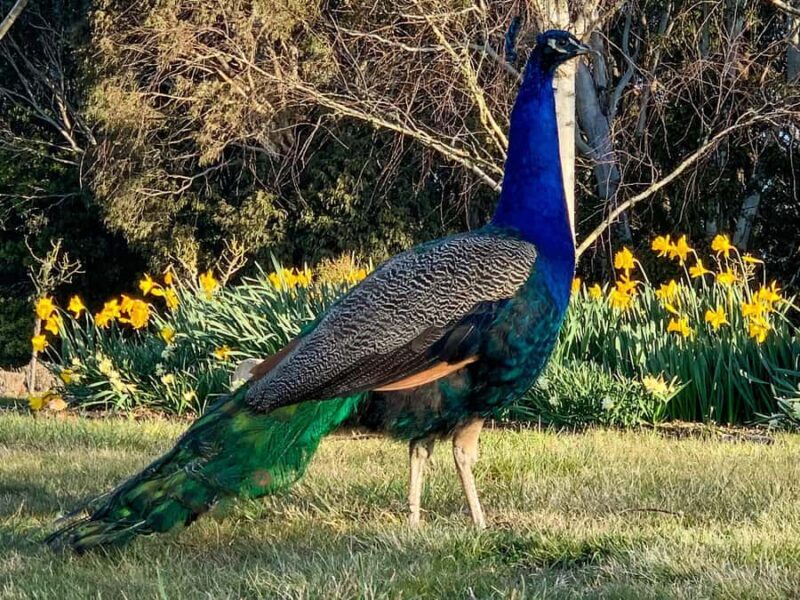 Oberon: Breaky with The Crew - Animal Lover Experience! - Why This Experience Works for Different Travelers