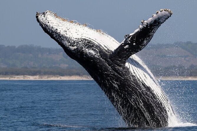 Observation DE Marine Mammals Dolphins and Ballenas EN Huatulco - An In-Depth Look at the Huatulco Marine Mammal Tour