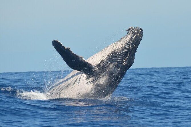 Observation DE Marine Mammals Dolphins and Ballenas EN Huatulco - Who Should Consider This Tour?