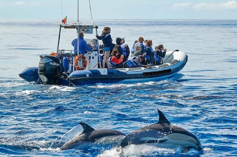 Observation of whales and dolphins in island Pico - Good To Know