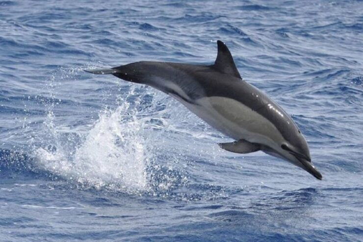 Observation of Whales and Dolphins in the Peak - Activity Details