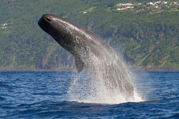 Observation of Whales and Dolphins in the Peak - Reservation Information