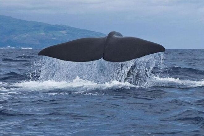 Observation of Whales and Dolphins in the Peak - Itinerary