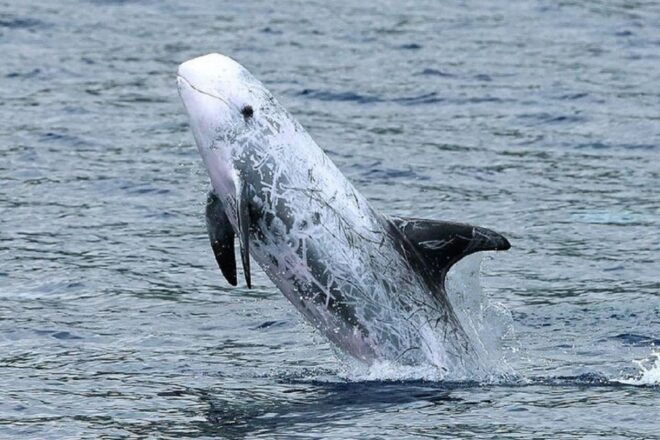 Observation of Whales and Dolphins in the Peak - Directions