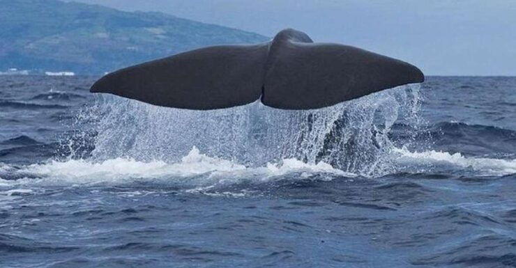 Observation of Whales and Dolphins in the Peak - Booking Details