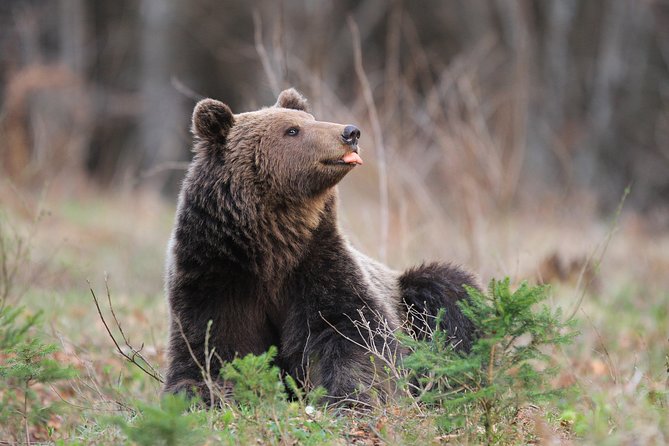 Observing and Discovering Bears in Their Natural Habitat - Best Times for Bear Watching