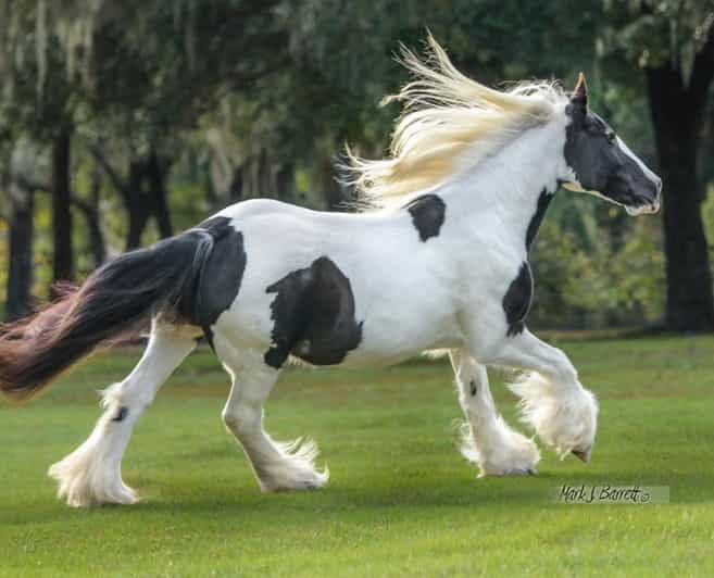 Ocala: Gypsy Gold Horse Farm Guided Walking Tour - Good To Know