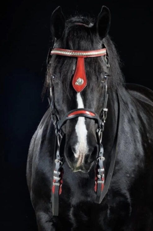 Ocala: Gypsy Gold Horse Farm Guided Walking Tour - Booking Information