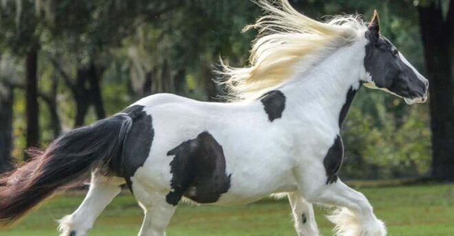 Ocala: Gypsy Gold Horse Farm Guided Walking Tour - Experience Highlights