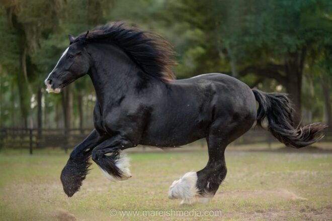Ocala: Gypsy Gold Horse Farm Guided Walking Tour - Tour Details