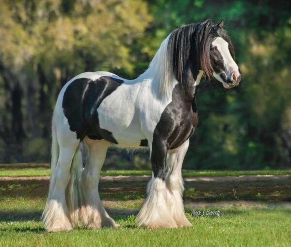Ocala: Gypsy Gold Horse Farm Guided Walking Tour - History of Gypsy Vanner Breed
