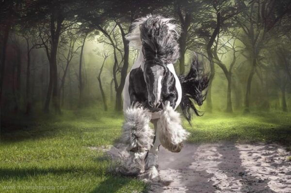 Ocala: Gypsy Gold Horse Farm Guided Walking Tour - Recommended Attire
