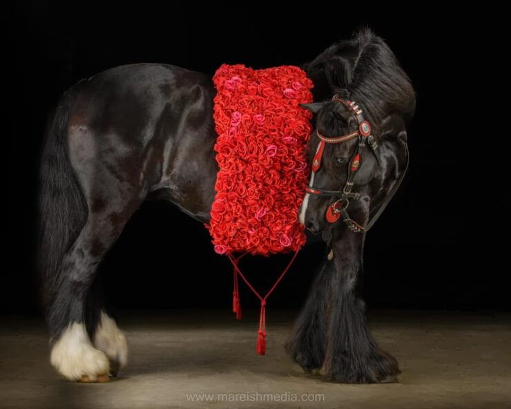 Ocala: Gypsy Gold Horse Farm Horses & History Tour - Gypsy Vanner Horse Breed