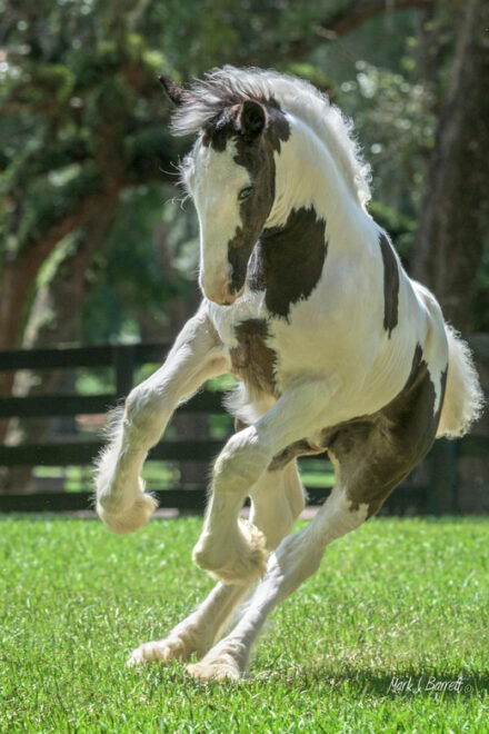 Ocala: Gypsy Gold Horse Farm Horses & History Tour - Farm History and Founding