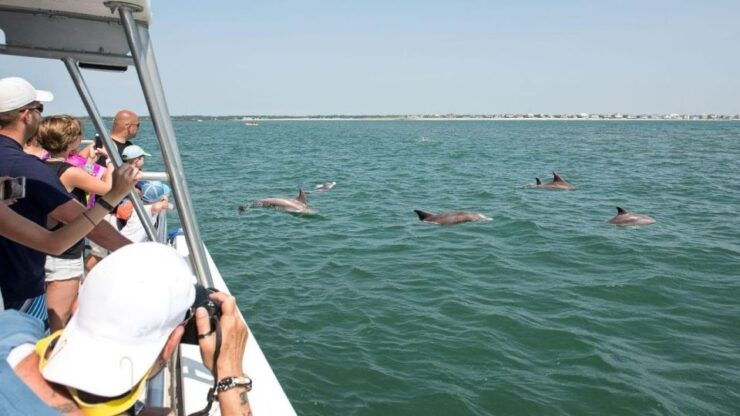 Ocean City: Speedboat & Dolphin Tour - Experience Highlights