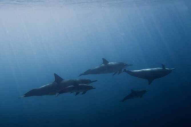 Ocean Discovery and Snorkelling in Tahiti - Practical Details That Matter