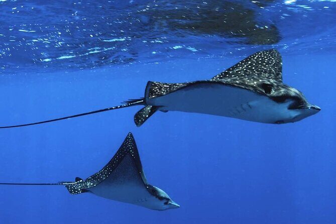 Ocean Discovery and Snorkelling in Tahiti - Authentic Experiences from Review Insights