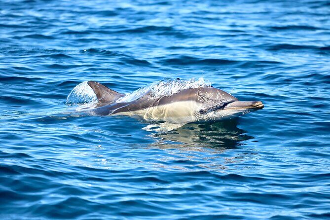 Ocean Explorer Tour from Lake Macquarie - Good To Know